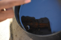 Faxonius virilis