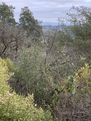 Ceanothus oliganthus sorediatus