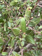 Ceanothus oliganthus sorediatus