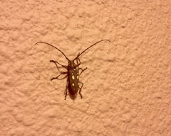 Batocera rubus