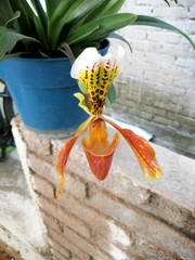 Paphiopedilum