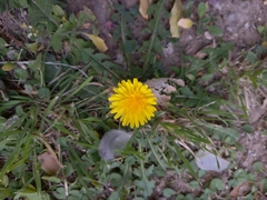 Taraxacum officinale
