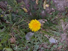 Taraxacum officinale