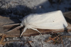 Spilosoma