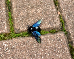 Xylocopa nasalis
