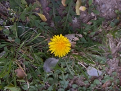 Taraxacum officinale