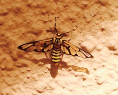 Amata grotei