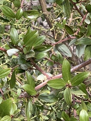 Ceanothus oliganthus sorediatus