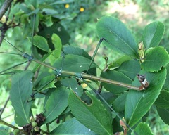 Phraortes stomphax