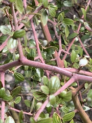 Ceanothus oliganthus sorediatus
