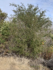 Ceanothus oliganthus sorediatus