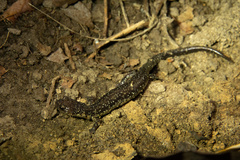 Plethodon dixi