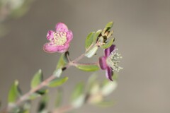 Lithomyrtus microphylla