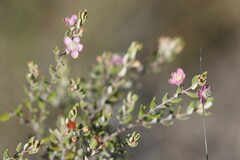 Lithomyrtus microphylla