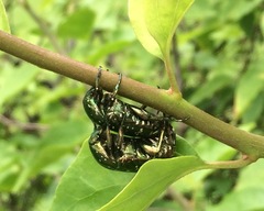 Protaetia orientalis