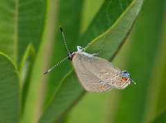 Satyrium edwardsii