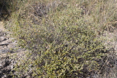 Lithomyrtus microphylla