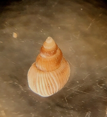 Epitonioidea