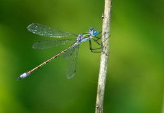 Lestes dryas