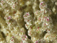 Halogeton sativus