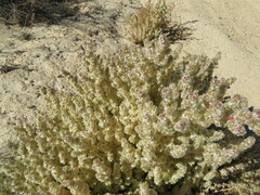 Halogeton sativus