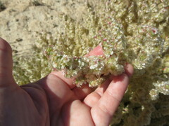 Halogeton sativus