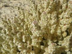 Halogeton sativus