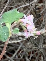 Ribes malvaceum malvaceum