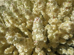Halogeton sativus
