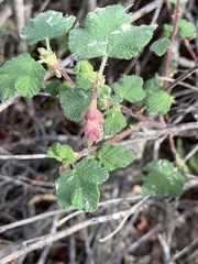 Ribes malvaceum malvaceum