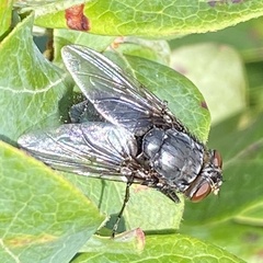 Calliphora vomitoria