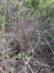 Ribes malvaceum malvaceum