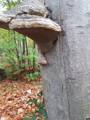 Fomes fomentarius