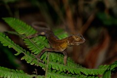 Enyalius iheringii