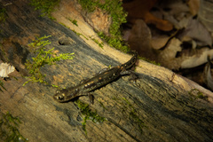 Plethodon dixi