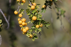 Petalostigma banksii