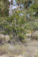 Petalostigma banksii