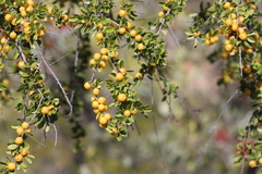 Petalostigma banksii