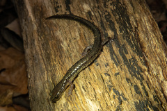 Plethodon dixi