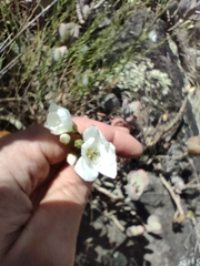 Linum monogynum monogynum