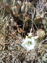 Linum monogynum monogynum