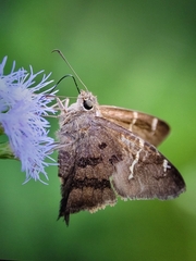 Eudaminae