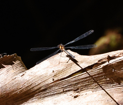 Austroargiolestes amabilis