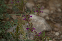 Dalea pogonathera