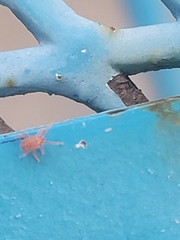 Trombidiformes