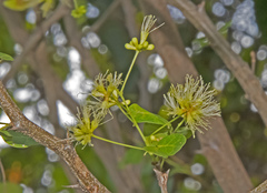 Pithecellobium unguis-cati