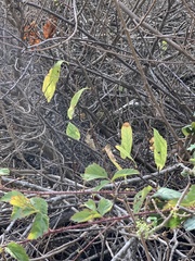 Oemleria cerasiformis