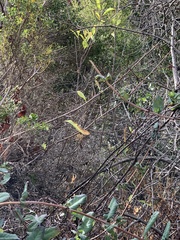 Oemleria cerasiformis