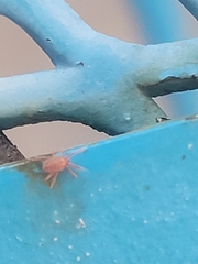 Trombidiformes