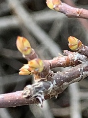 Oemleria cerasiformis